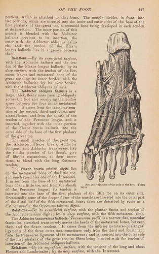 Henry Gray: Anatomy, descriptive and surgical (1977, Bounty Books)